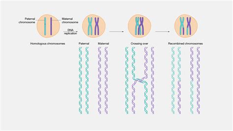 novel combinations of genes can arise from genetic recombination during meiosis.